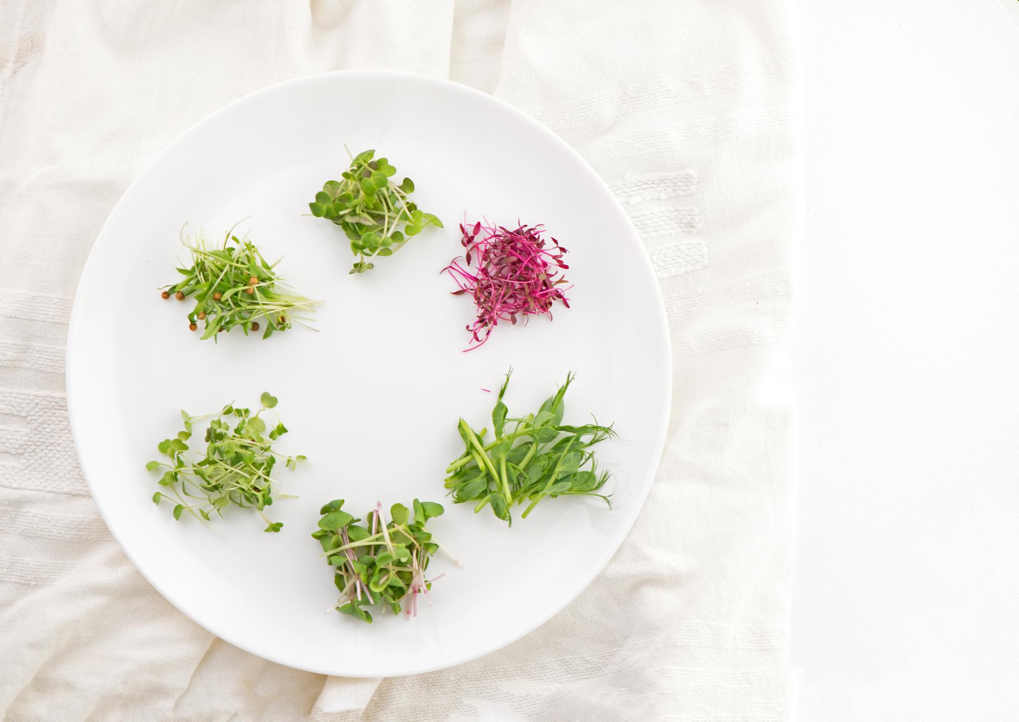 Close-up Gourmet appetizer with herbs